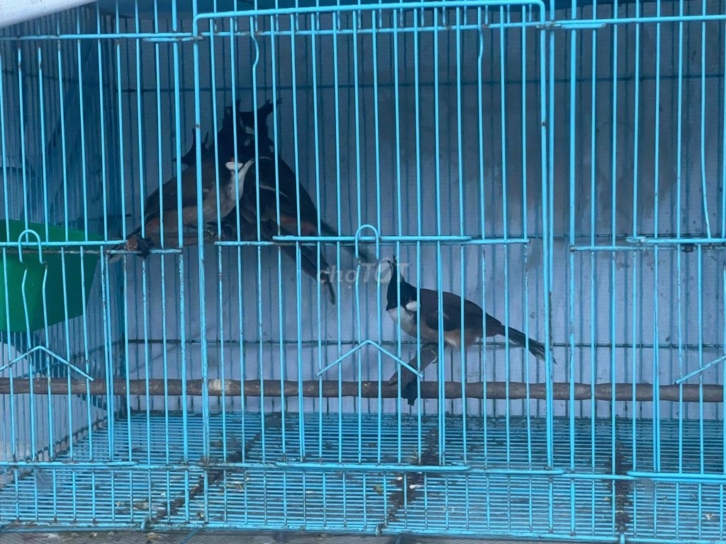 Chim chào mào 6 con 1t2. Mua bán Chim tại Huyện Châu Thành Tây Ninh được đăng bởi cậu ấm 70 hình 1