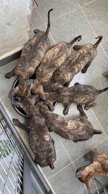 Chó Phú Quốc Vện 2 tháng tuổi