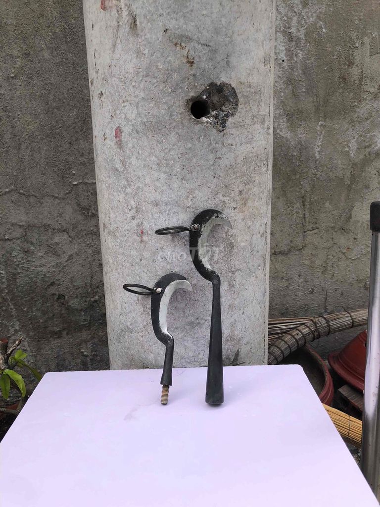 chim cu. Mua bán Chim tại Quận 12 Tp Hồ Chí Minh được đăng bởi Hoàng Khương hình 1