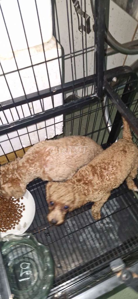 Mua 2 bé tặng lồng như hình. Mua bán Chó tại Huyện Long Thành Đồng Nai được đăng bởi Rio huỳnh nhân hình 6