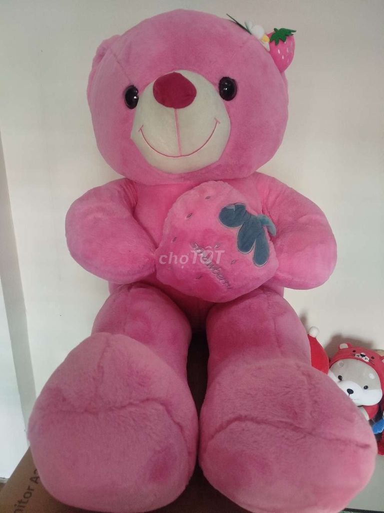 Gấu bông mới