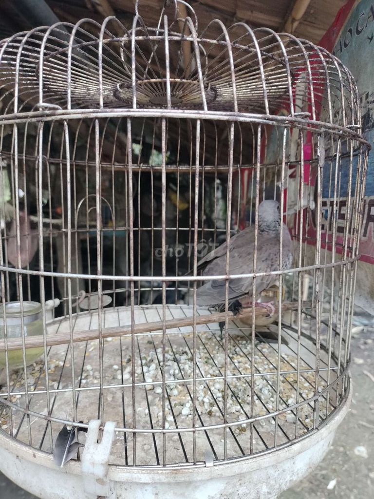 Chim cu gáy Việt Nam Thái Lan. Mua bán Chim tại Huyện Mỏ Cày Bắc Bến Tre được đăng bởi khang hình 1