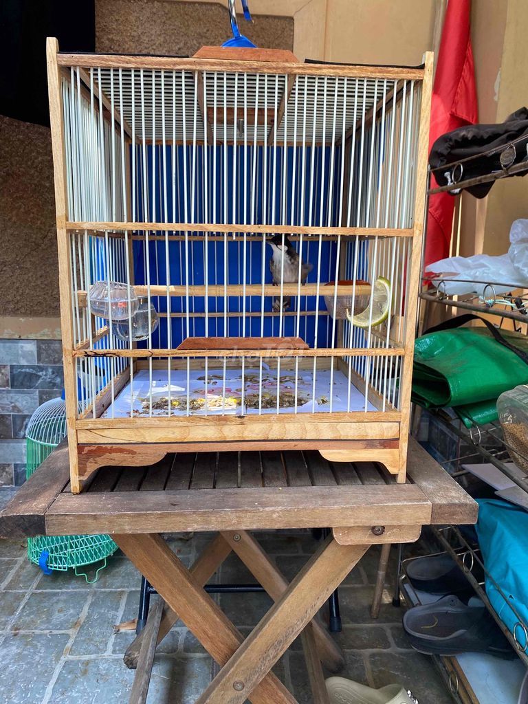 bận nên thanh lý chào mào gốc an lão bình định. Mua bán Chim tại Thành phố Vũng Tàu Bà Rịa - Vũng Tàu được đăng bởi tien hình 1