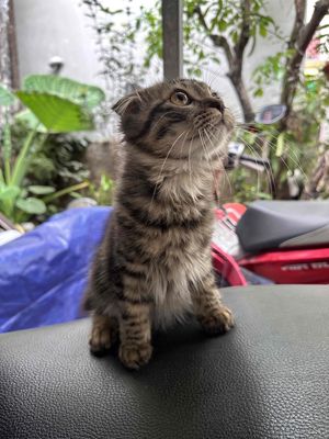 Mèo anh lông ngắn,tai cụp