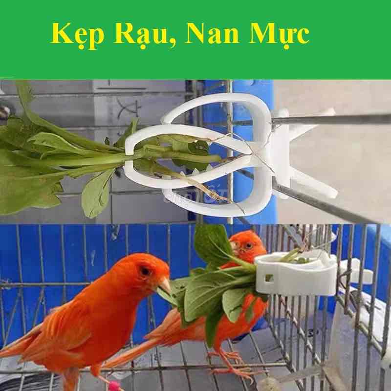 KẸP RAU-NAN MỰC CHO CHIM CẢNH