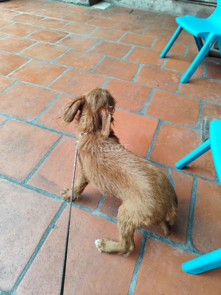 Chó poodle lai. Mua bán Chó tại Huyện Yên Phong Bắc Ninh được đăng bởi Huyen Nguyen hình 4