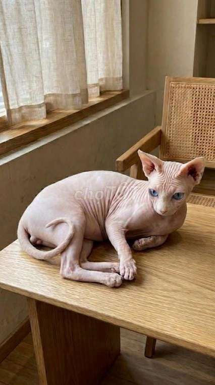 Mèo Sphynx đực phối được . Mua bán Mèo tại Huyện Thanh Trì Hà Nội được đăng bởi Cẩm Ngọc Nguyễn hình 1