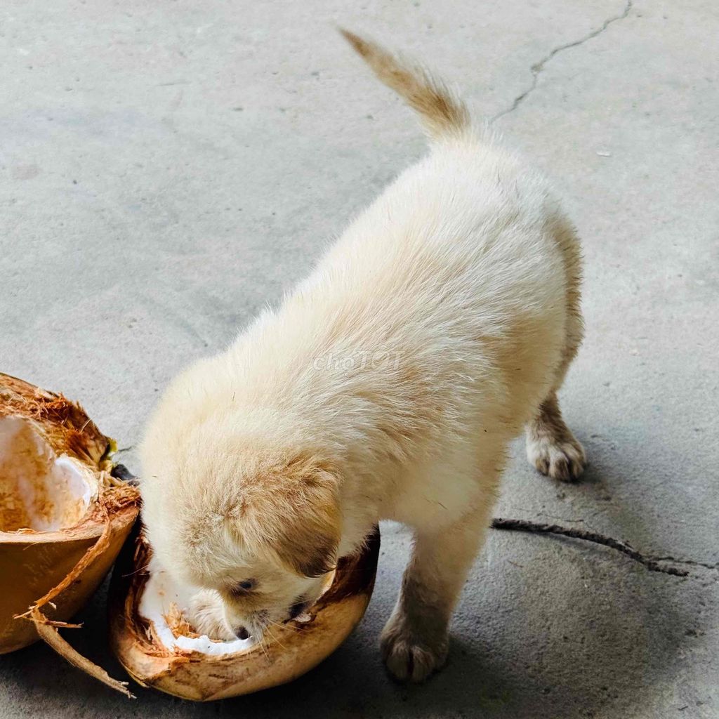 Chó cỏ đẹp, dễ thương. Mua bán Chó tại Huyện Cái Bè Tiền Giang được đăng bởi Chọn Nè hình 1
