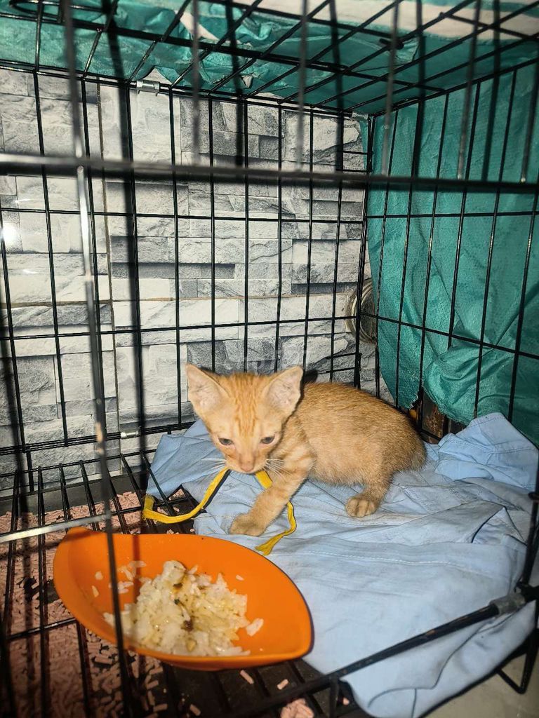 tặng Mèo con màu vàng cam. Mua bán Mèo tại Huyện Trảng Bom Đồng Nai được đăng bởi sammy hình 1
