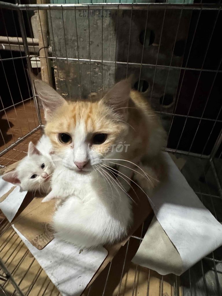 🐾 CẦN TÌM NHÀ MỚI CHO MÈO CON 🐾