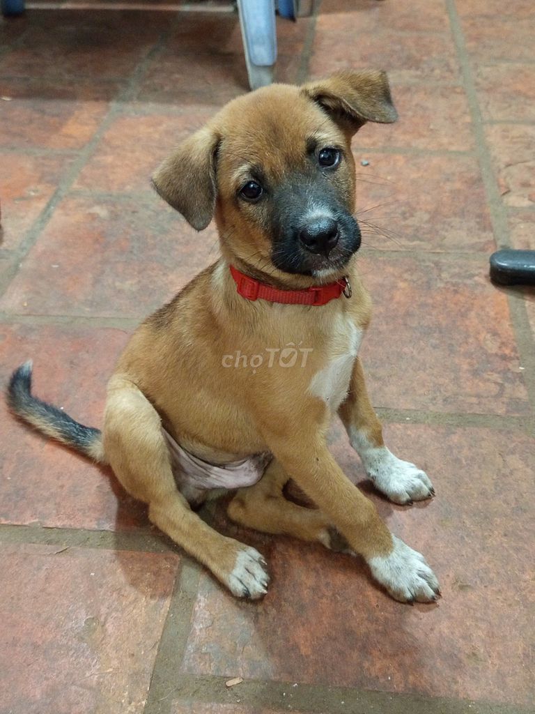 Chó 2 tháng tuổi màu Nâu. Mua bán Chó tại Thành phố Vũng Tàu Bà Rịa - Vũng Tàu được đăng bởi NGUYỄN THỊ BAN hình 3