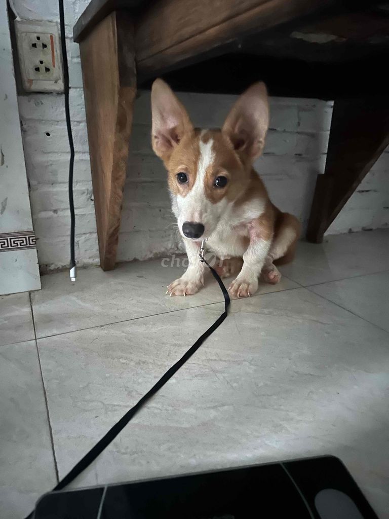 mình cần bán chó corgi