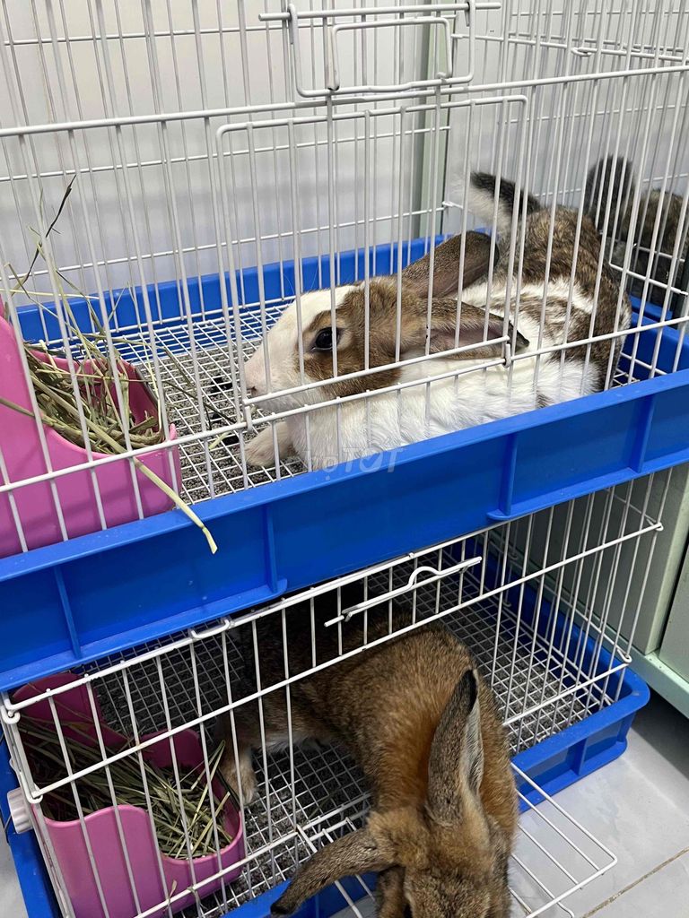 Thỏ Minilop lai,đực,cái 4-5 tháng. Mua bán Thú cưng khác tại Thành phố Thủ Đức Tp Hồ Chí Minh được đăng bởi Ozzy hình 1