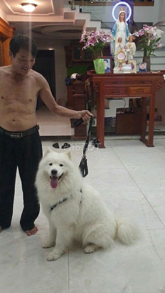 Chó Samoyed Đực Trắng Thuần Chủng siêu đẹp 9 tháng. Mua bán Chó tại Quận Tân Bình Tp Hồ Chí Minh được đăng bởi Thi Thi hình 1