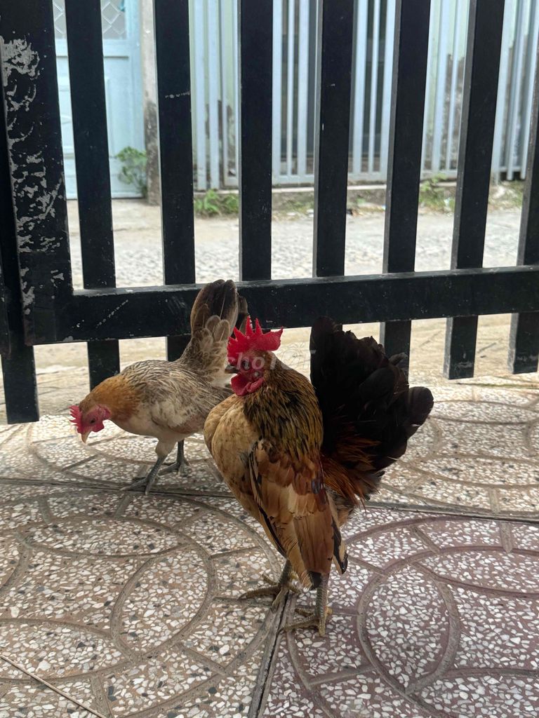 Gà Serama cả hai sắp đẻ. Mua bán Gà tại Quận Ninh Kiều Cần Thơ được đăng bởi Chú An hình 1