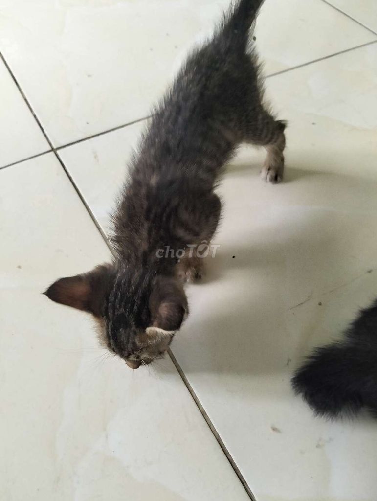 Mèo con mướp dưới 1 tháng. Mua bán Mèo tại Huyện Long Thành Đồng Nai được đăng bởi Nguyen Vo hình 1