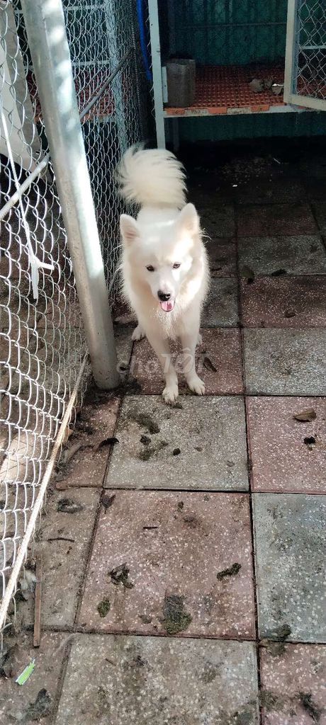 Chó Samoyed đực trắng tuyết dưới 1 tuổi. Mua bán Chó tại Huyện Châu Đức Bà Rịa - Vũng Tàu được đăng bởi Cao Son hình 1