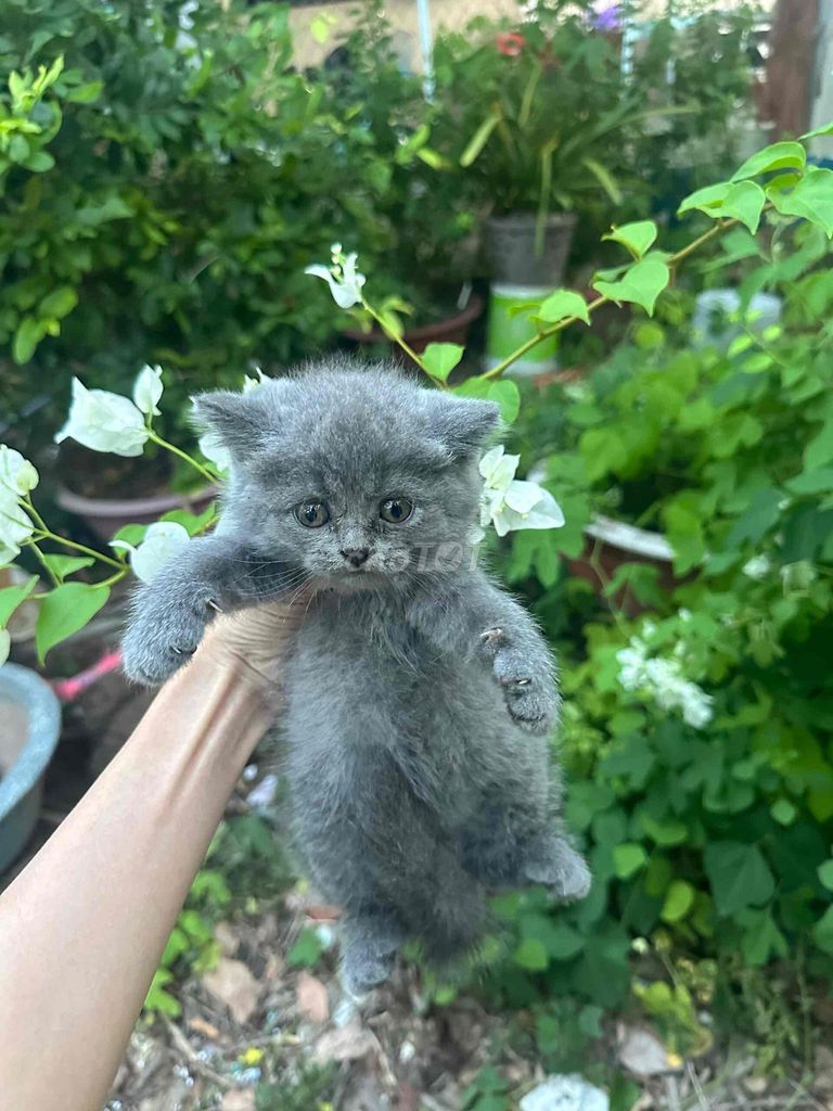 Mèo Anh lông ngắn 3 tháng tuổi màu Xám. Mua bán Mèo tại Huyện Long Điền Bà Rịa - Vũng Tàu được đăng bởi tuấn hình 1