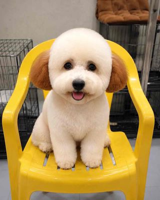 Chó Bichon Frise Trắng cam