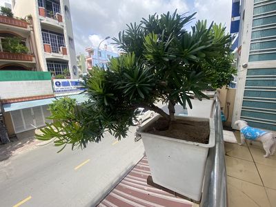 Tùng Đài Loan. Mua bán Cây cảnh, đồ trang trí tại Quận Tân Phú Tp Hồ Chí Minh được đăng bởi Trần quốc Huyên