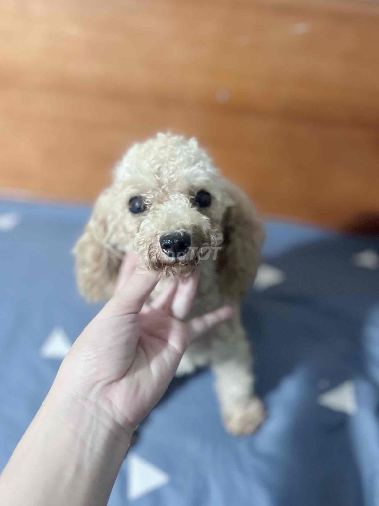chó ❤️ POODLE TEACUP VÀNG MƠ ❤️. Mua bán Chó tại Huyện Hóc Môn Tp Hồ Chí Minh được đăng bởi Chang hình 1