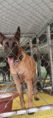 Chó Malinois cái đã sinh sản