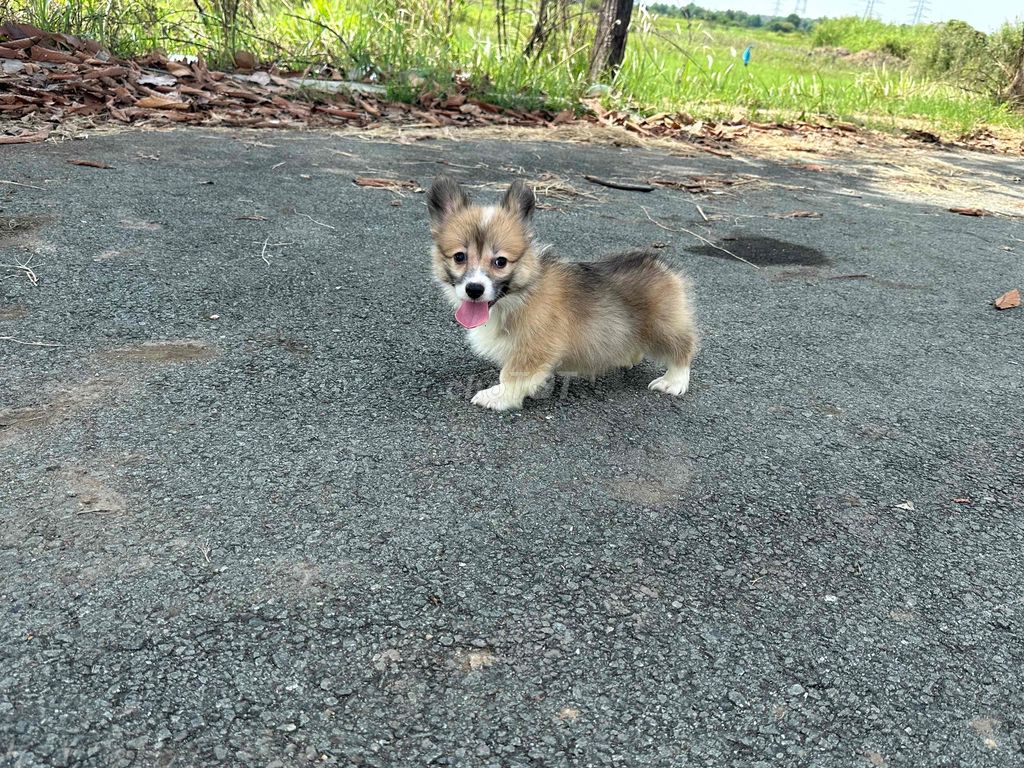 corgi fluffy - lông dài 2 tháng tuổi