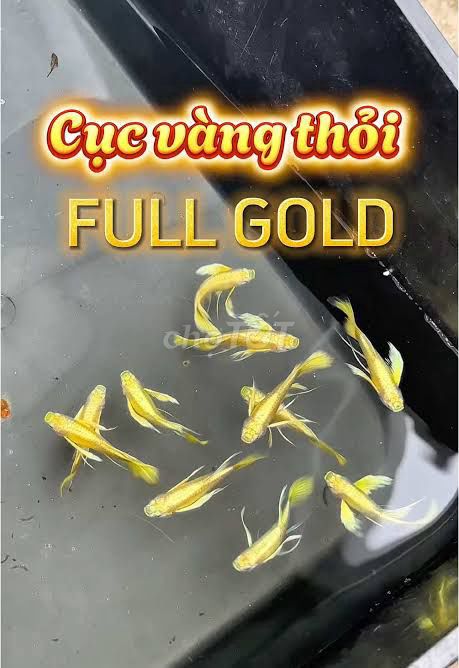 Cá bảy màu Full Gold Ribbon Vàng vây dài. Mua bán Thú cưng khác tại Quận Hoàng Mai Hà Nội được đăng bởi Cá cảnh Kim Giang hình 1