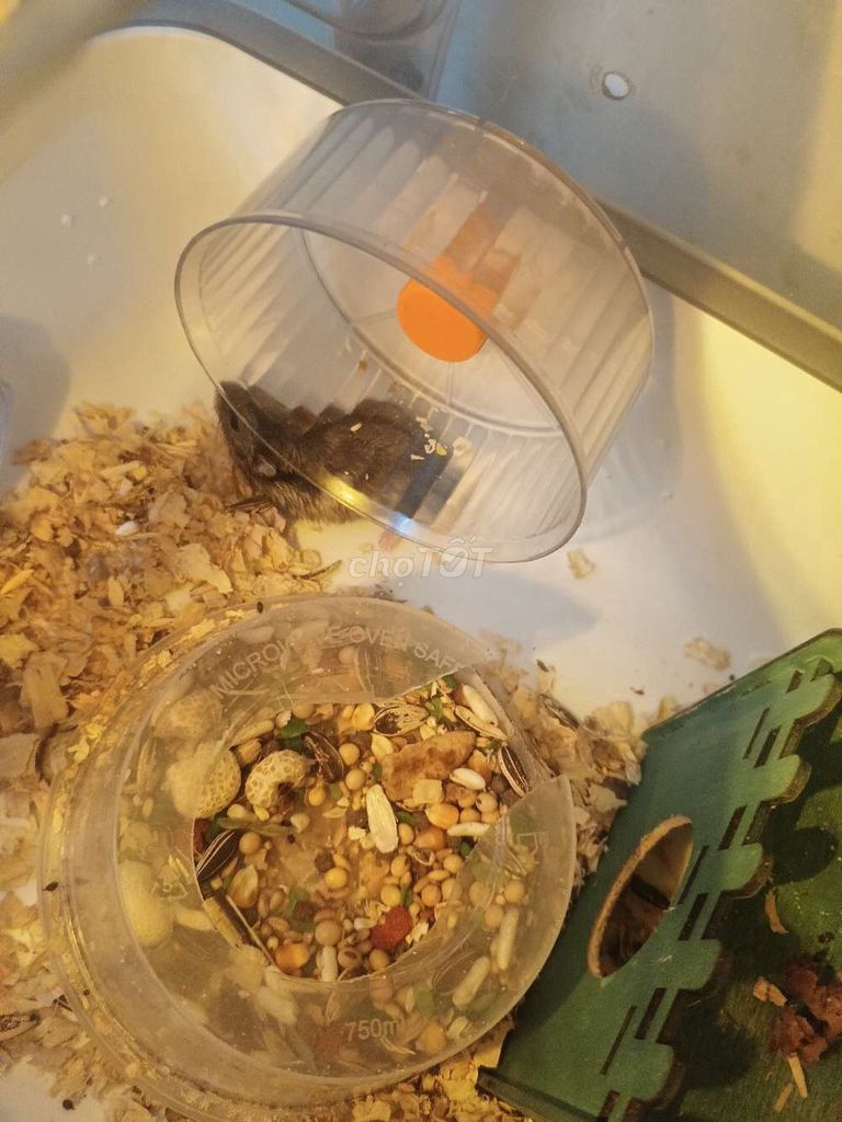 Chuột Hamster Nâu. Mua bán Thú cưng khác tại Quận 3 Tp Hồ Chí Minh được đăng bởi Huỳnh Văn Sang hình 1