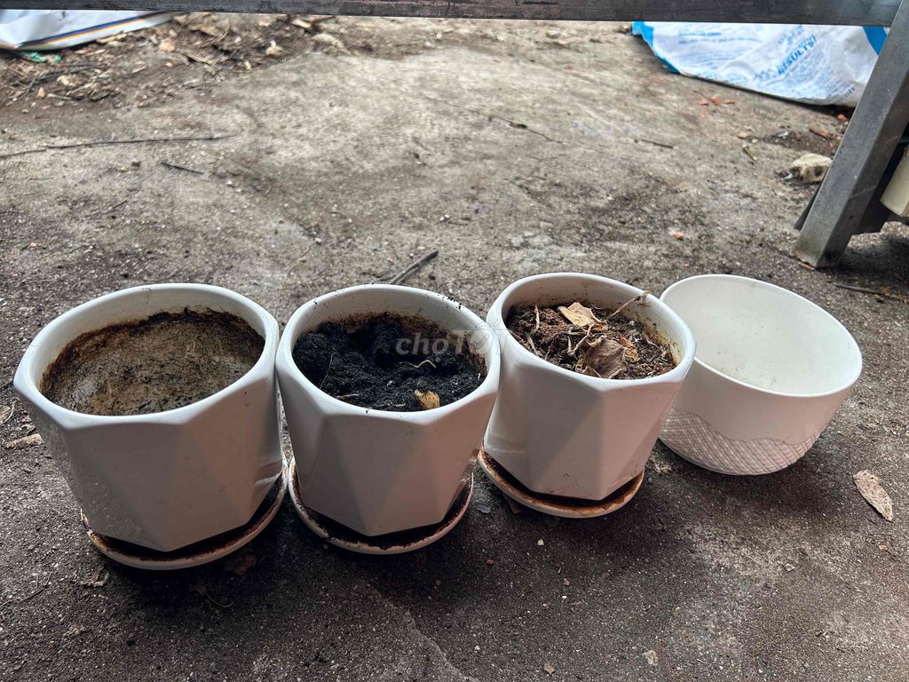 Chậu trồng cây Sứ Trắng 4 chậu. Mua bán Cây cảnh, đồ trang trí tại Huyện Bình Chánh Tp Hồ Chí Minh được đăng bởi Yan Nguyễn hình 1