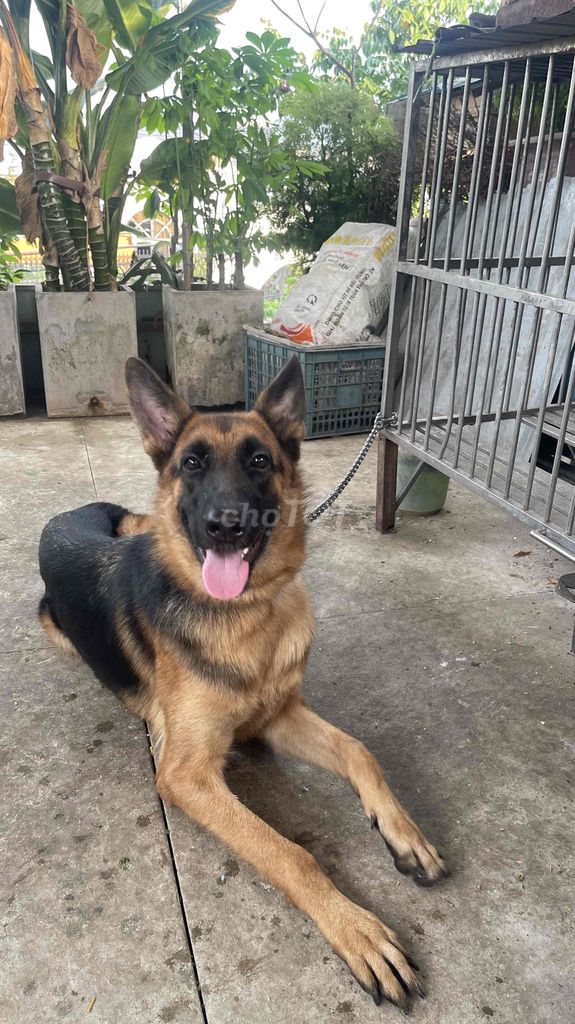 Chó Becgie Đức cái 30kg Đen, Nâu. Mua bán Chó tại Thành phố Thủ Dầu Một Bình Dương được đăng bởi Phạm thanh tùng hình 1
