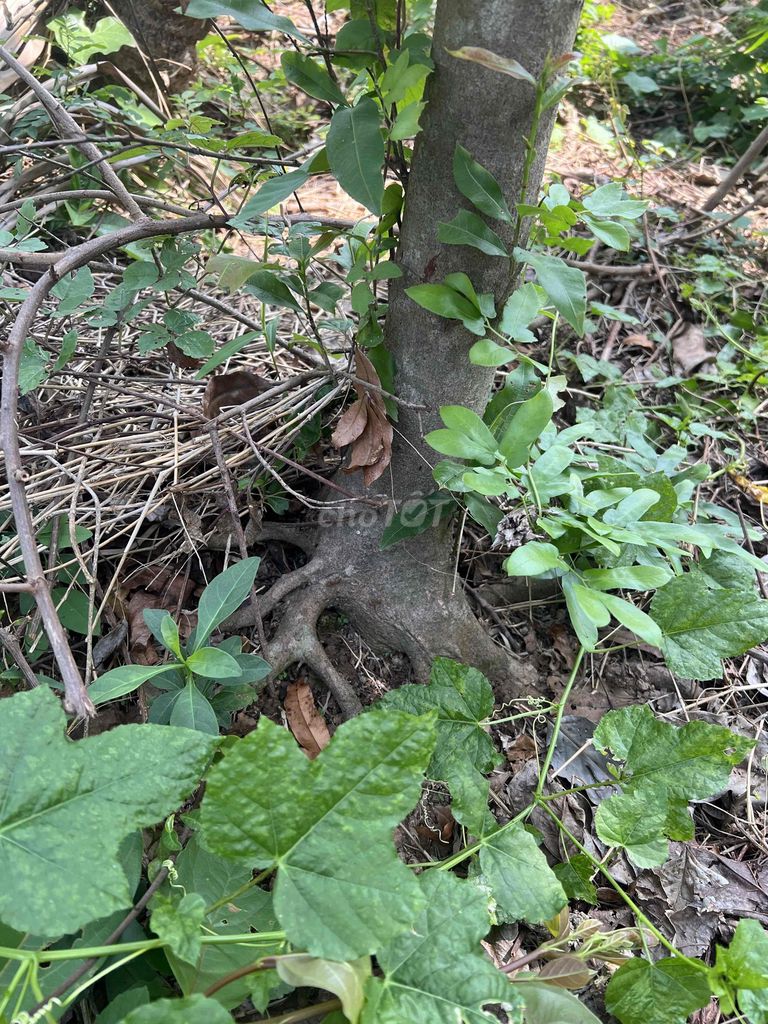 Mai vườn lâu năm 25-40cm. Mua bán Cây cảnh, đồ trang trí tại Huyện Lấp Vò Đồng Tháp được đăng bởi Huu loc hình 1