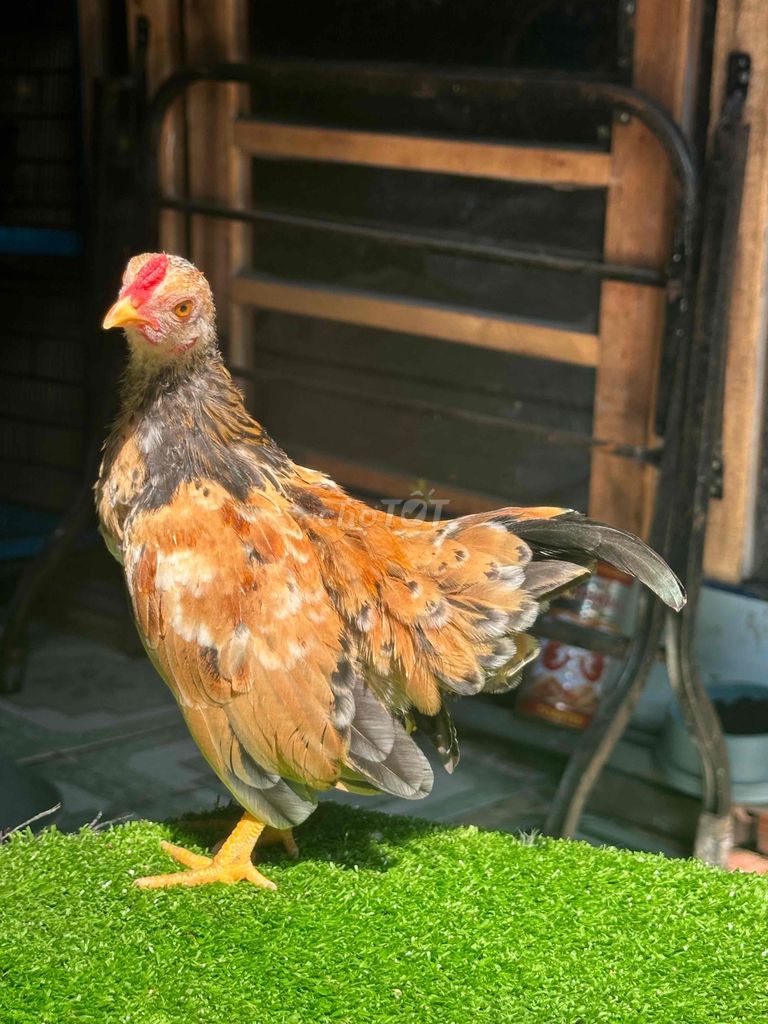 tre bắc chuối. Mua bán Gà tại Quận 12 Tp Hồ Chí Minh được đăng bởi Hiếu Nguyễn hình 1