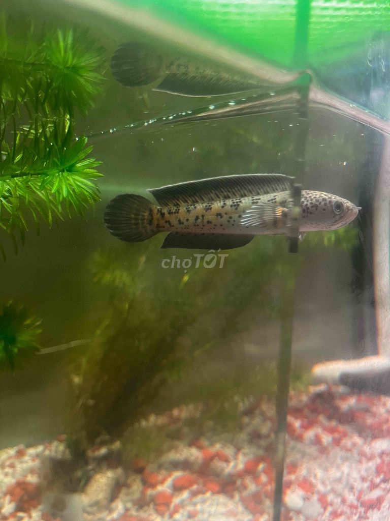 Cá Lóc Nữ Hoàng 12cm Đã Thuần Cám. Mua bán Thú cưng khác tại Thành phố Thuận An Bình Dương được đăng bởi Pham hình 1
