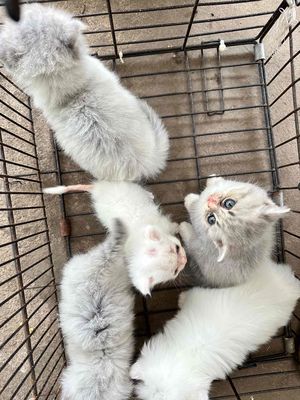 Mèo con Trắng Xám 2 tháng tuổi