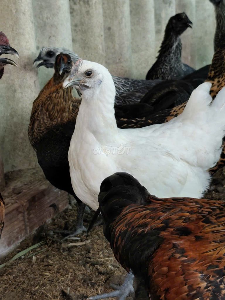 Gà HMông bản địa, giống gà quý của vùng Tây Bắc.. Mua bán Gà tại Quận Bình Tân Tp Hồ Chí Minh được đăng bởi Nông Trại Xanh Phương Nam hình 1