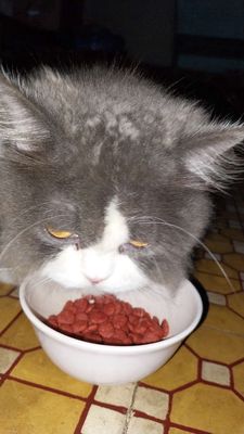 Mèo Anh lông dài Xám trắng