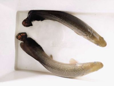 Cần Bán Cá Hải Tượng bông đỏ size 48-50cm