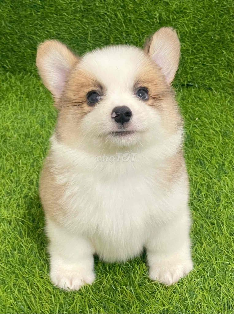 Chó Corgi Đực Cái Trắng Nâu Sức khỏe tốt. Mua bán Chó tại Huyện Thanh Trì Hà Nội được đăng bởi Nguyễn Longg hình 1