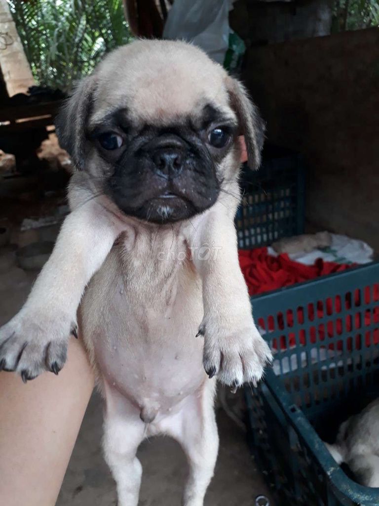 0939848855 - pug đực 2 tháng tuổi