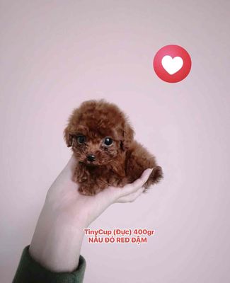 🍒🍒 POODLE TEACUP MÀU VIP NÂU ĐỎ ĐẬM THUẦN 🍒🍒