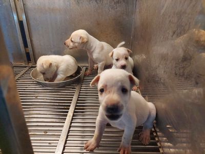 tìm chủ mới cho bầy fox lai. Mua bán Chó tại Quận Gò Vấp Tp Hồ Chí Minh được đăng bởi thanhthai632005