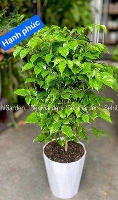 𝐂𝐇𝐀̣̂𝐔 𝐂𝐀̂𝐘 𝐗𝐀𝐍𝐇 𝟐𝟐𝟎𝐊/𝐂𝐇𝐀̣̂𝐔. Mua bán Cây cảnh, đồ trang trí tại Thành phố Thủ Đức Tp Hồ Chí Minh được đăng bởi Bích Ngọc