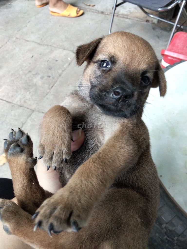 Chó cỏ Nâu, đen. Mua bán Chó tại Huyện Nhơn Trạch Đồng Nai được đăng bởi thu tâm võ hình 1