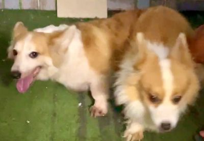 Corgi mới phối đực lông dài. Mua bán Chó tại Quận Thanh Xuân Hà Nội được đăng bởi Nguyễn thi lan huong