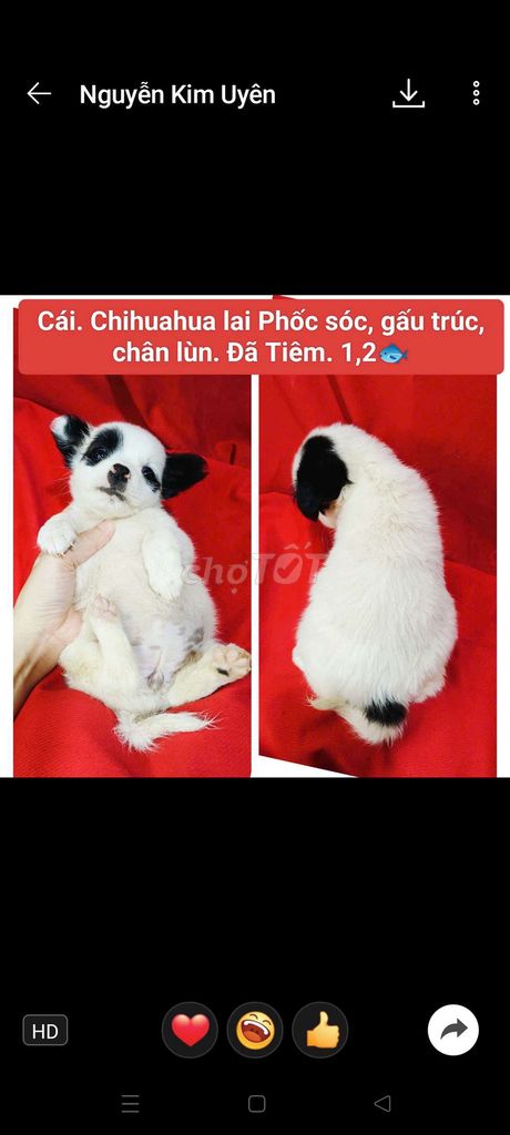 Chó gấu trúc siêu cưng. Đã tiêm. Chốt qua Zaaalo