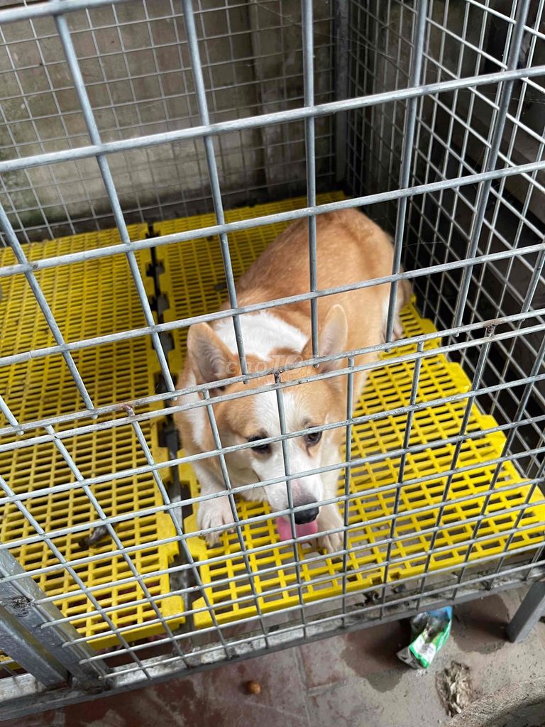 Chó Corgi cái. Mua bán Chó tại Huyện Thuận Thành Bắc Ninh được đăng bởi Dung Pham hình 1