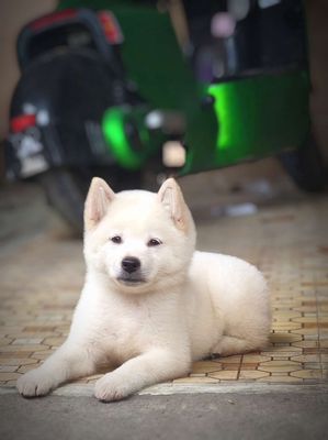 Chó Mông Cộc Trắng Tuyết + Lưỡi Đốm (Chuẩn Giống)