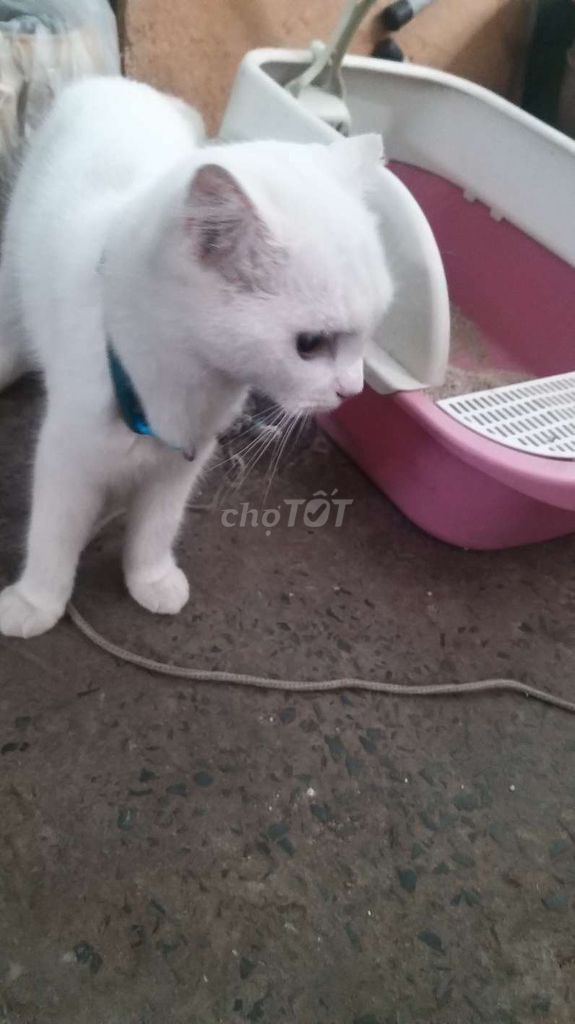 Mèo Ba Tư Cái Trắng Đã tiêm phòng. Mua bán Mèo tại Thành phố Thuận An Bình Dương được đăng bởi p hình 1