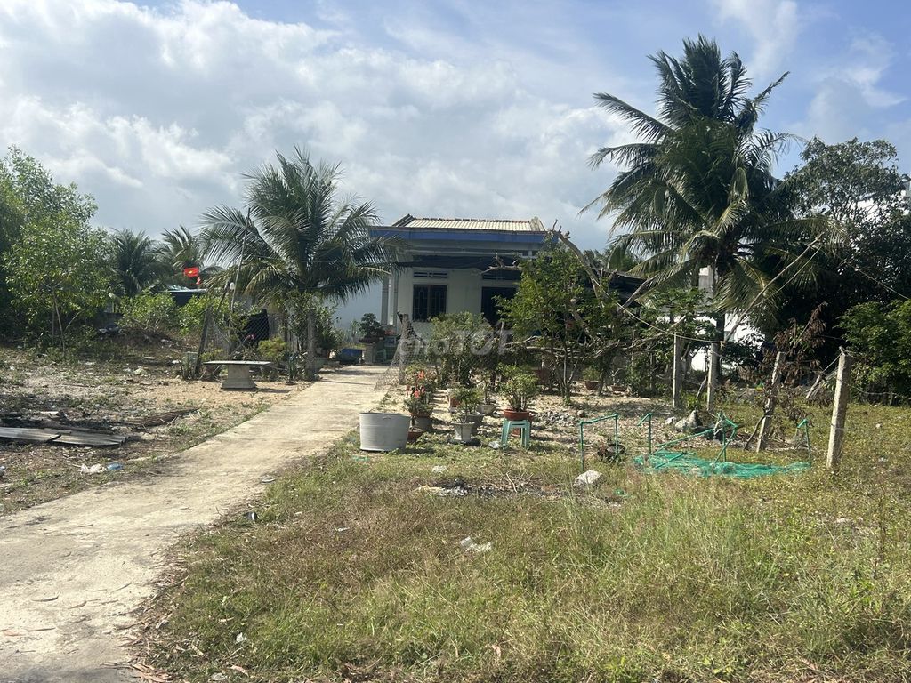 Đất biển Phú Yên - Rẻ - Đẹp - Ngon  DT : 470m2 có 60m2 thổ cư.. Mua bán đất tại Thị xã Sông Cầu Phú Yên được đăng bởi Nguyễn Thị Kiều Trang hình 4